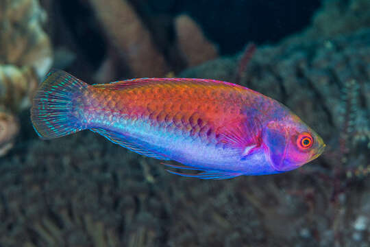 Image of Red-eye wrasse