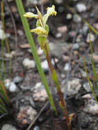 Image de Satyrium outeniquense Schltr.