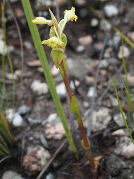 Image of Satyrium outeniquense Schltr.