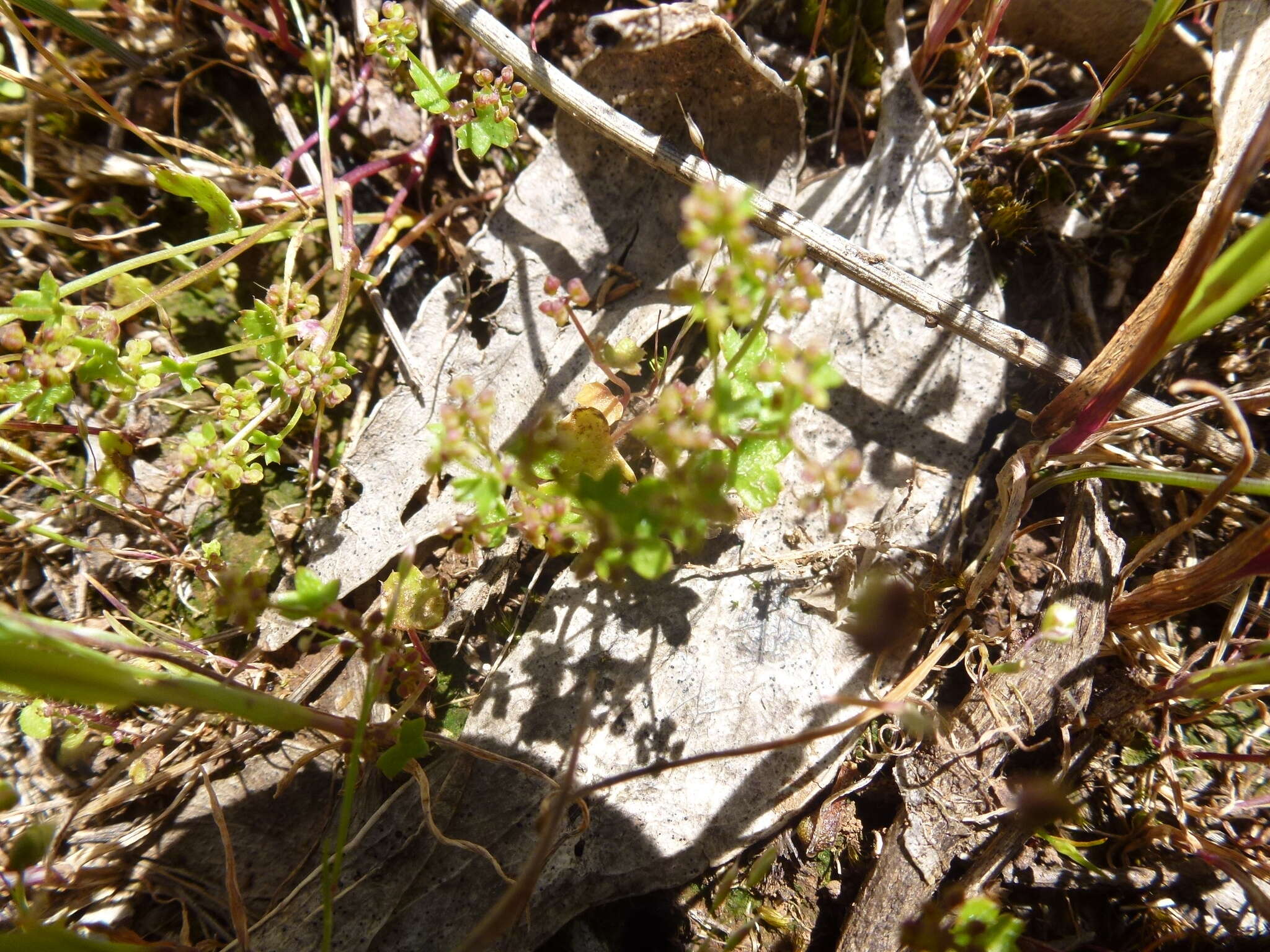 Imagem de Hydrocotyle callicarpa Bunge