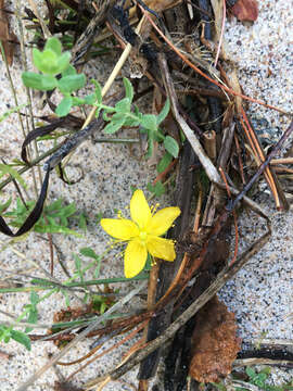 Image de Hypericum ellipticum Hook.