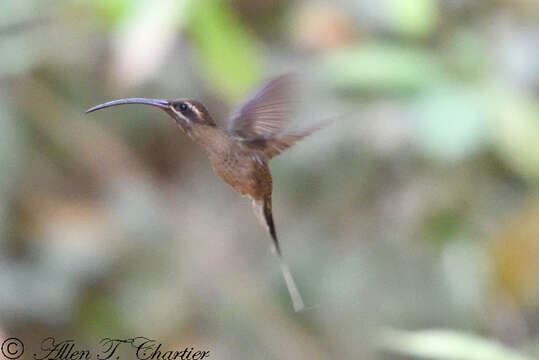 Image of Great-billed Hermit