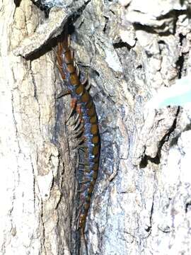 Imagem de Scolopendra subspinipes Leach 1816