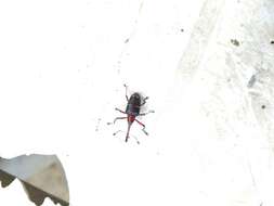 Image of Weevil