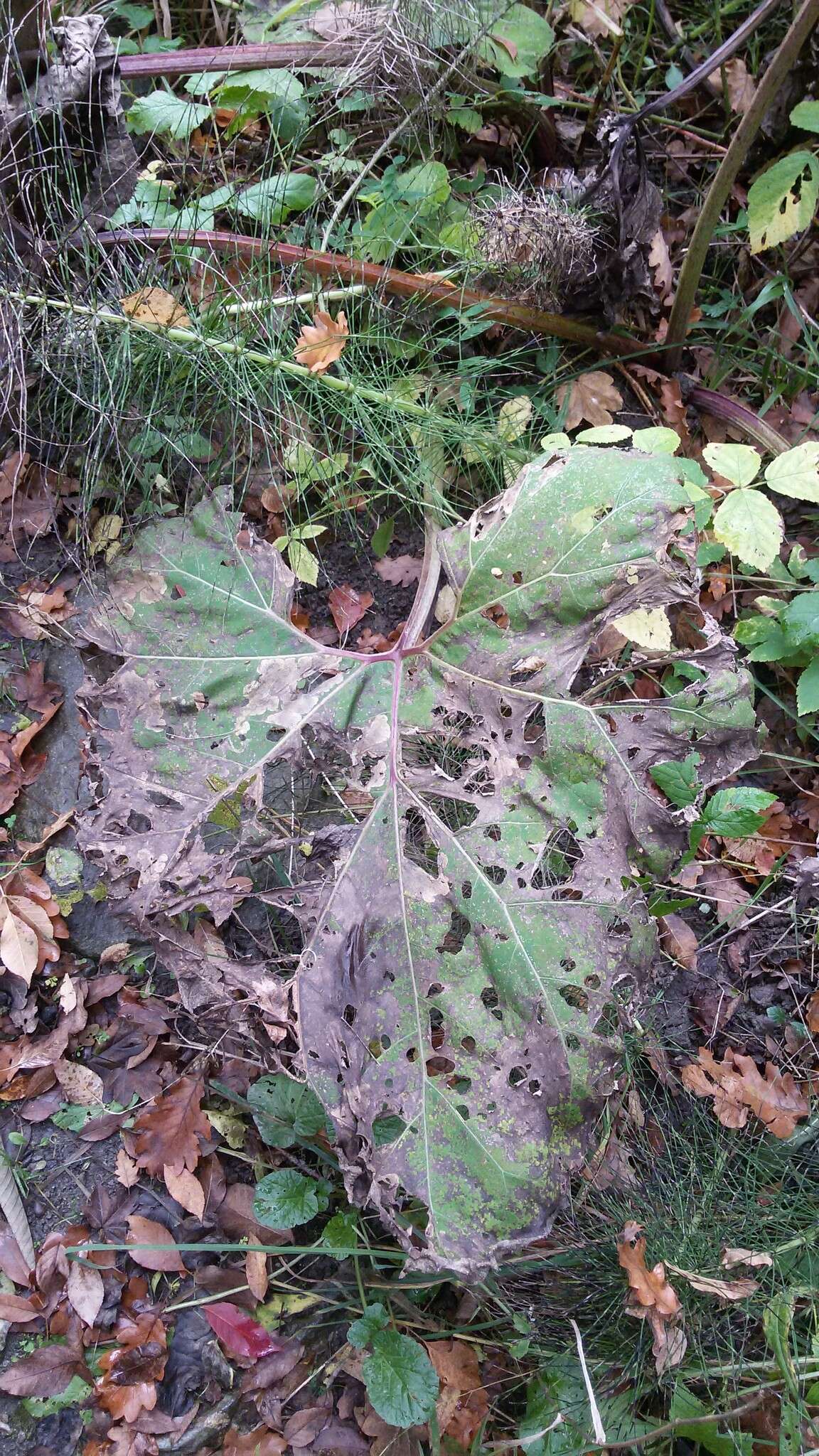 Image of pestilence wort