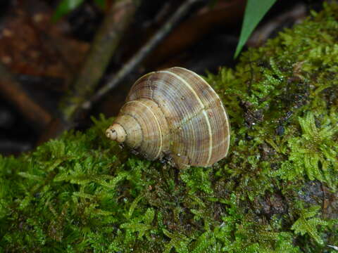 Sivun Tropidophora betsileoensis (E. A. Smith 1882) kuva