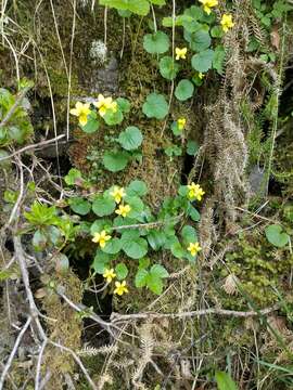 Image of arctic yellow violet