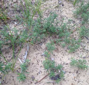 Image of low frostweed