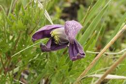 Image of rock clematis