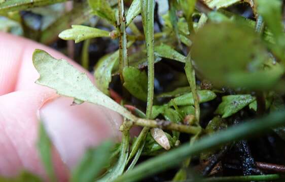 Image of Centipeda minima subsp. minima