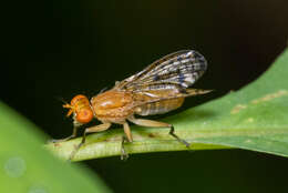 Image de Tetanocera valida Loew 1862