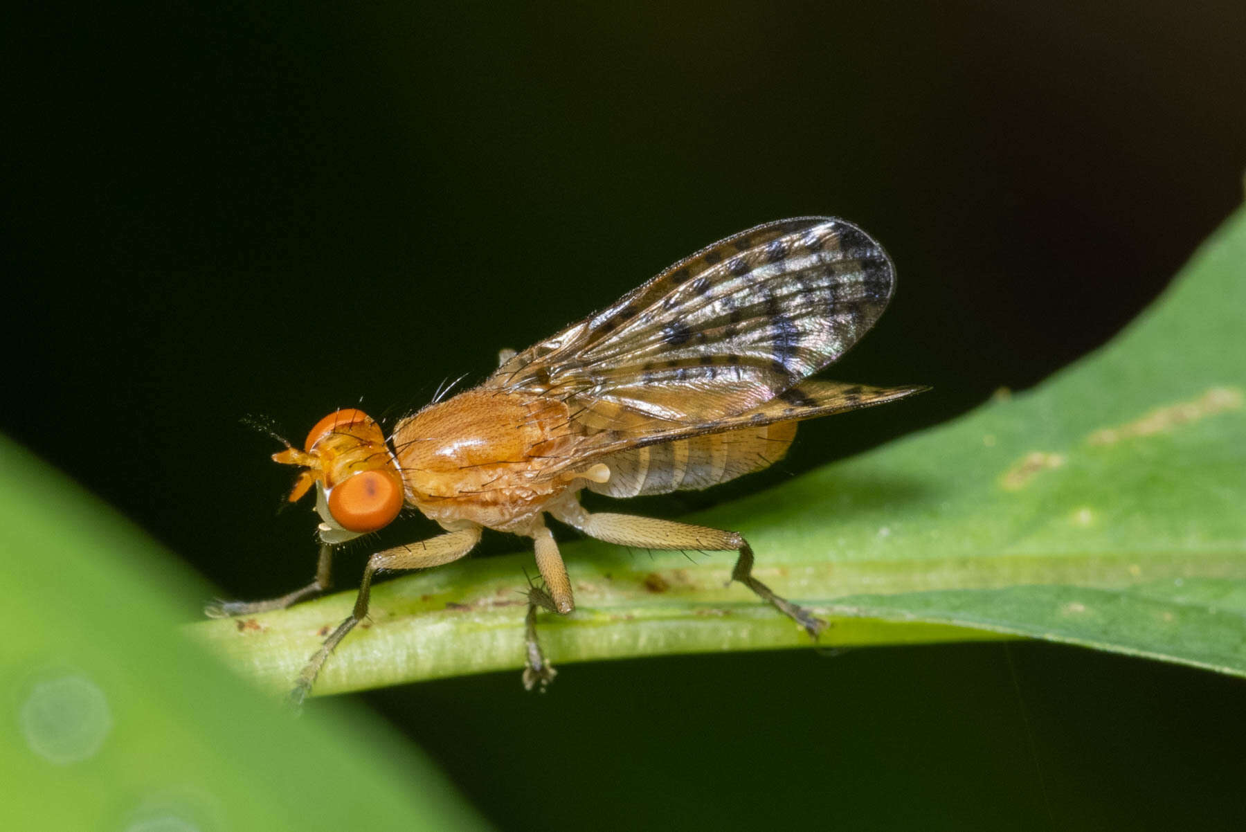 Image of Tetanocera valida Loew 1862