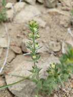 Image of Intermountain bedstraw