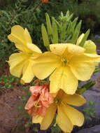 Image of Hooker's evening primrose