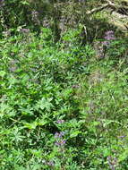 Image of broadleaf lupine