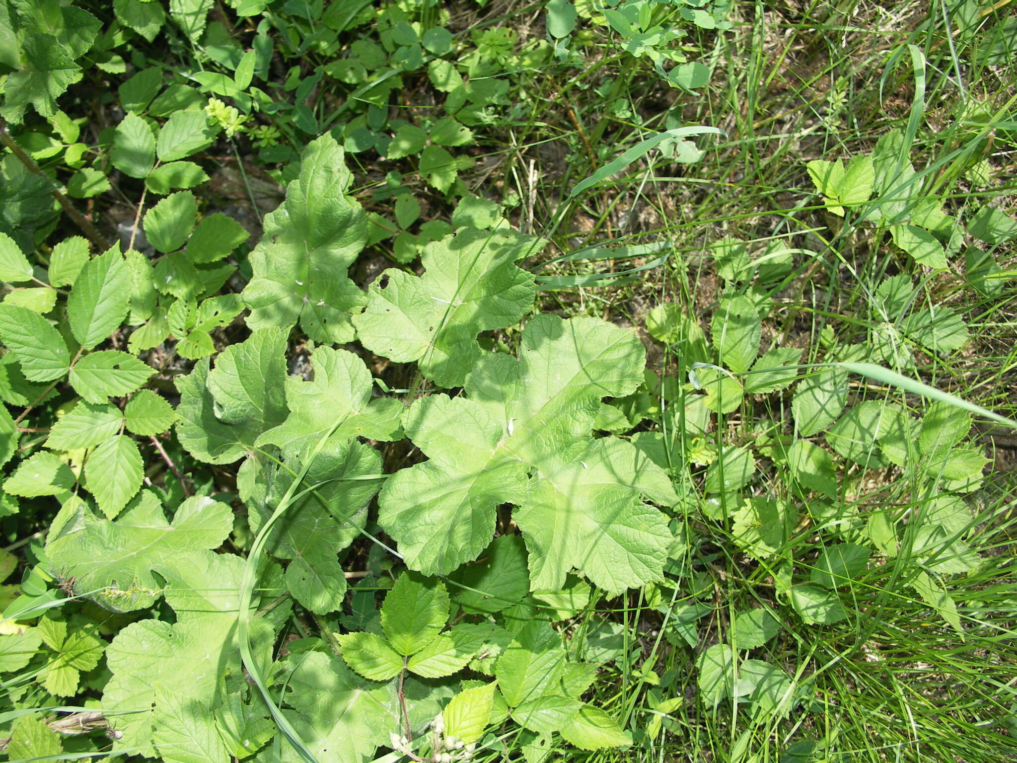 صورة Heracleum sphondylium subsp. sphondylium