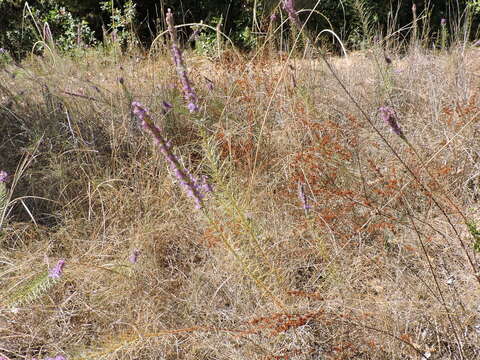 Image of cusp blazing star