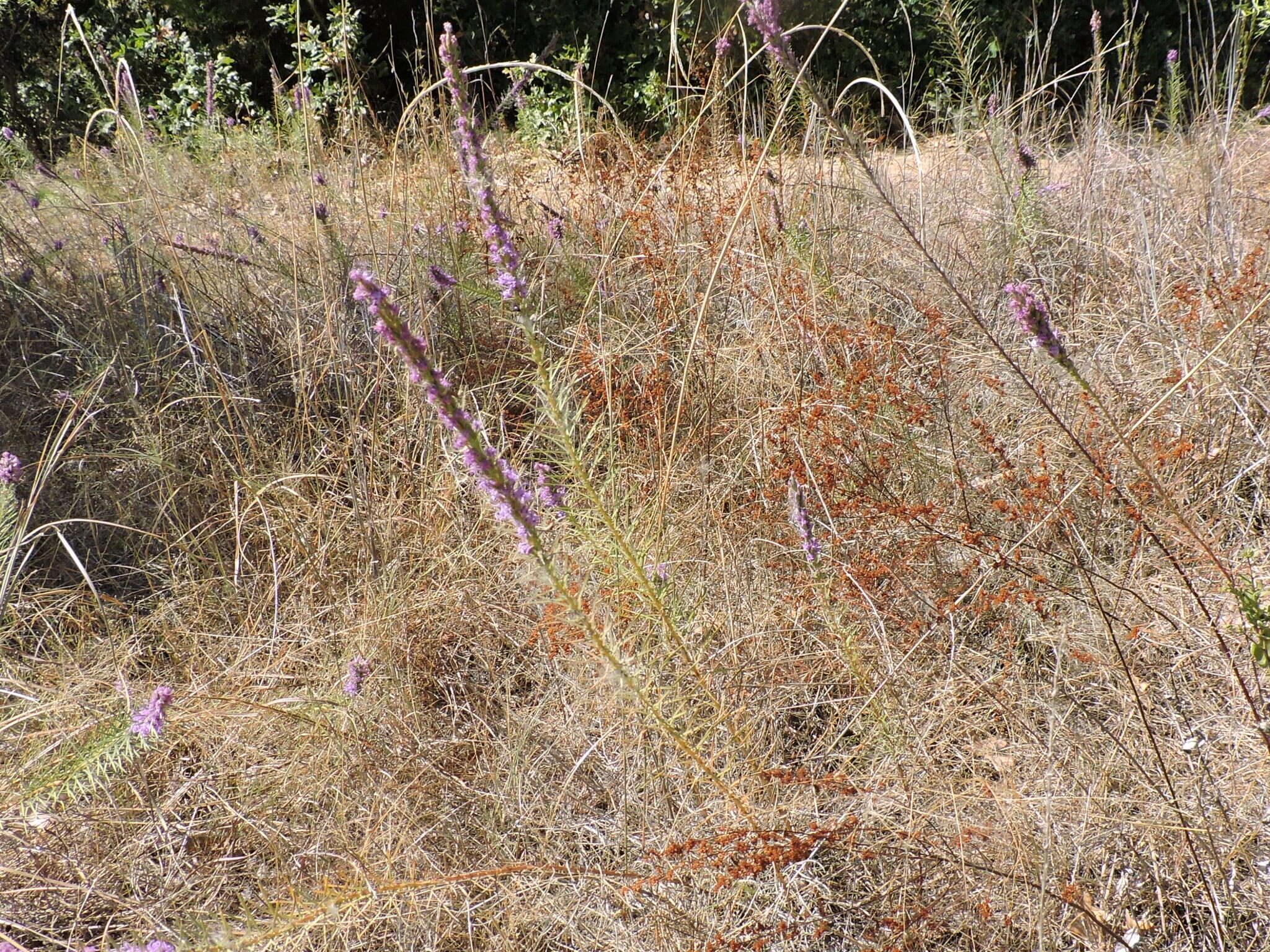 Слика од Liatris punctata var. mucronata (DC.) B. L. Turner