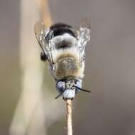 Image of Anthophora centriformis Cresson 1879