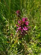 Image of Purple-Flower Lousewort