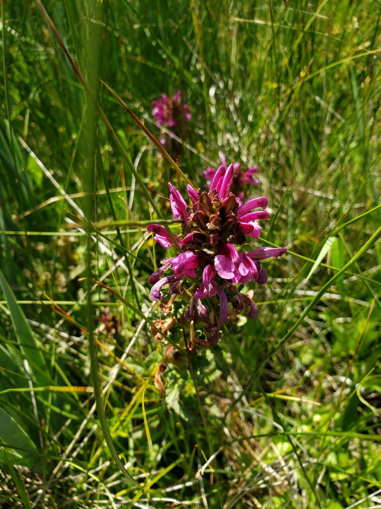 Image of Purple-Flower Lousewort