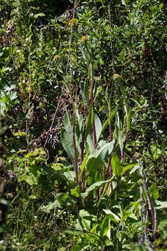 Senecio aronicoides DC. resmi