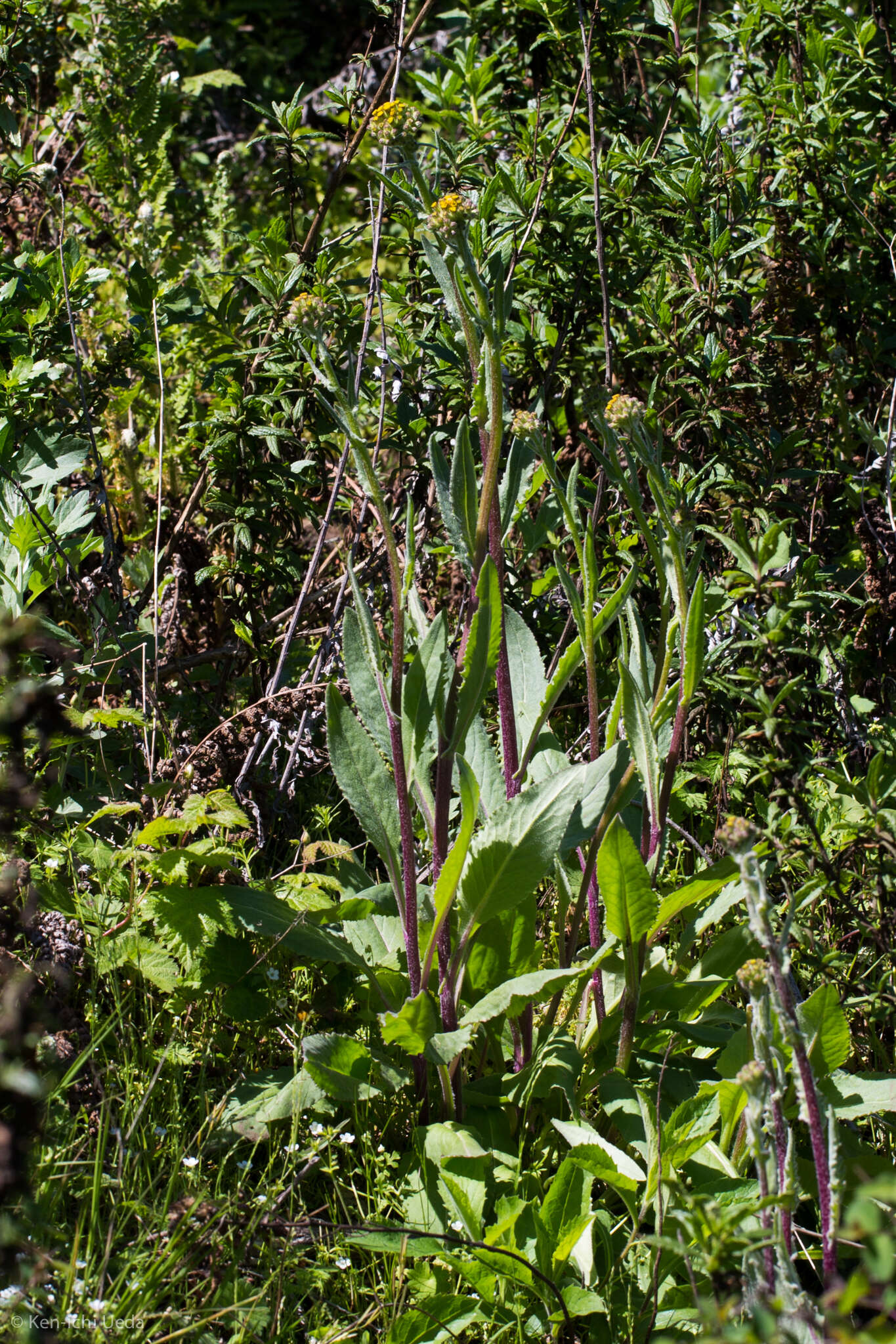 Senecio aronicoides DC. resmi