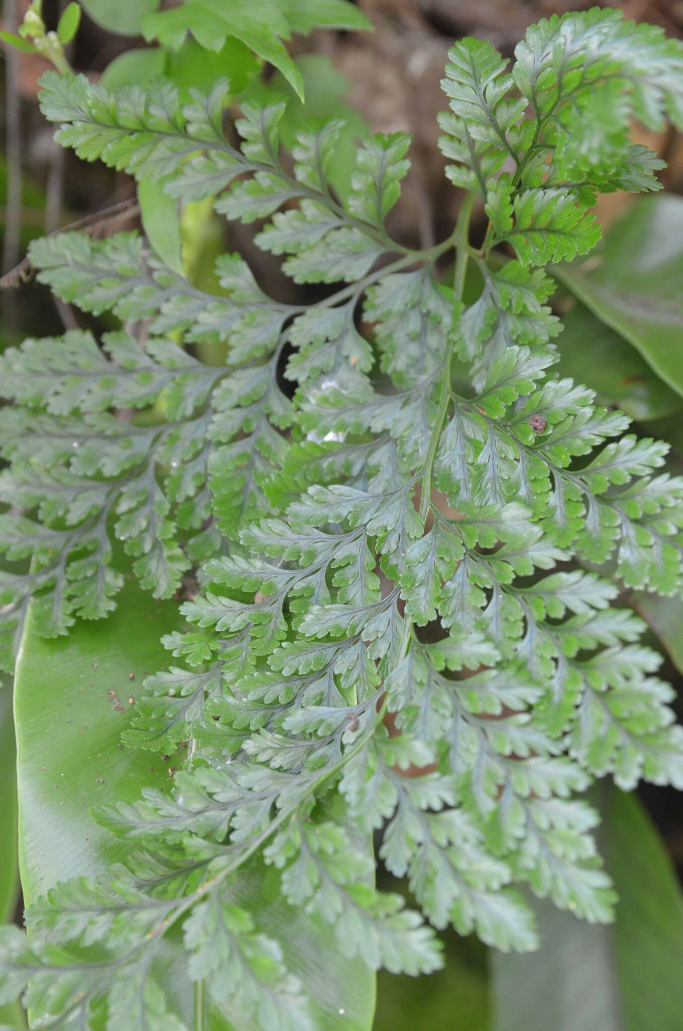 Image of black rabbitsfoot fern