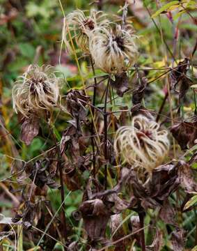 Imagem de Clematis fusca Turcz.