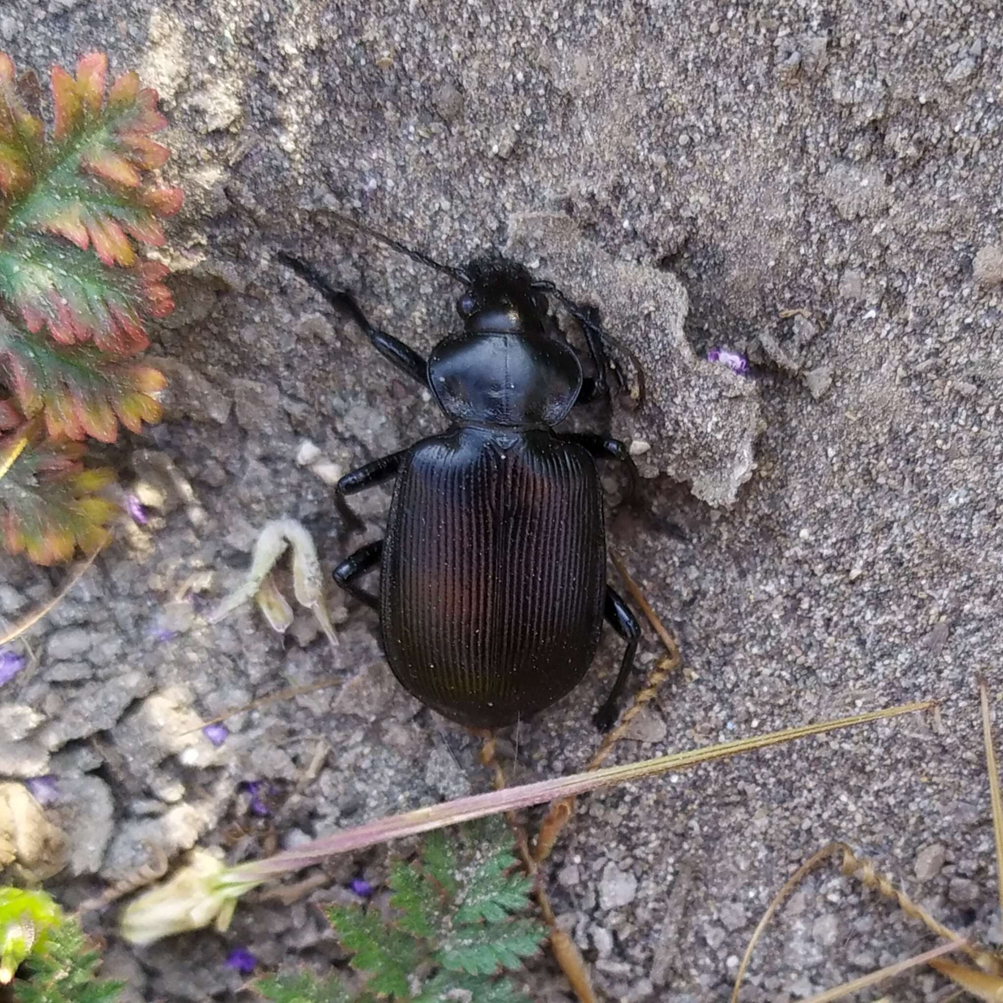 Imagem de Calosoma (Castrida) vagans Dejean 1831