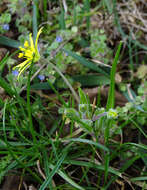 Image of field star-of-bethlehem