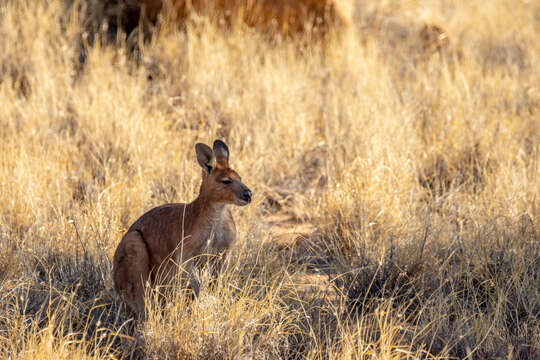 Image of Macropus robustus erubescens Sclater 1870