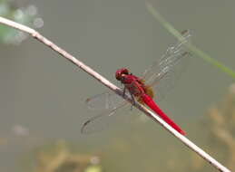 Imagem de Rhodothemis rufa (Rambur 1842)