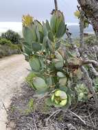 Plancia ëd Leucadendron discolor Buek ex Meissn.