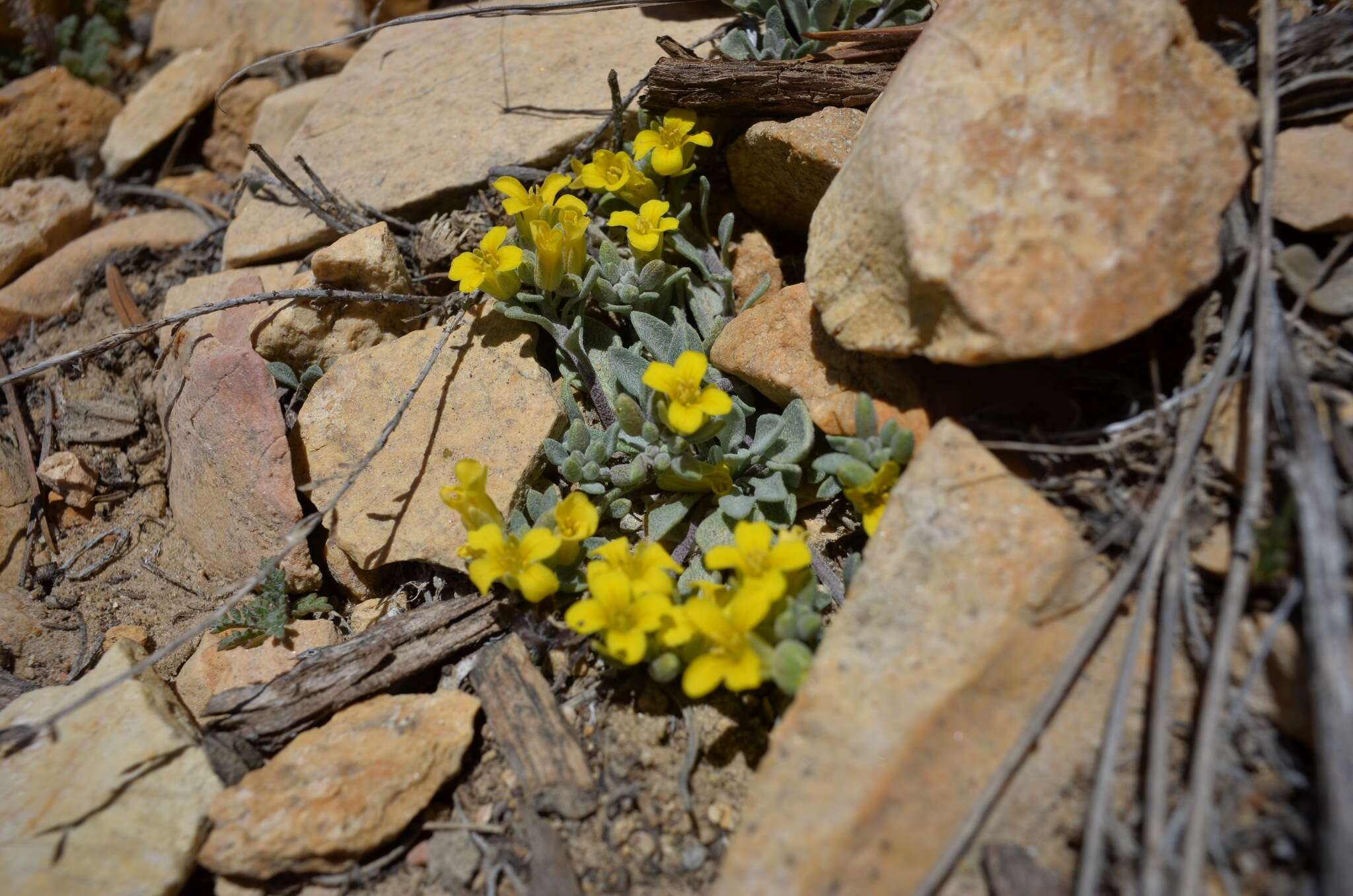 Physaria kingii (S. Watson) O'Kane & Al-Shehbaz的圖片