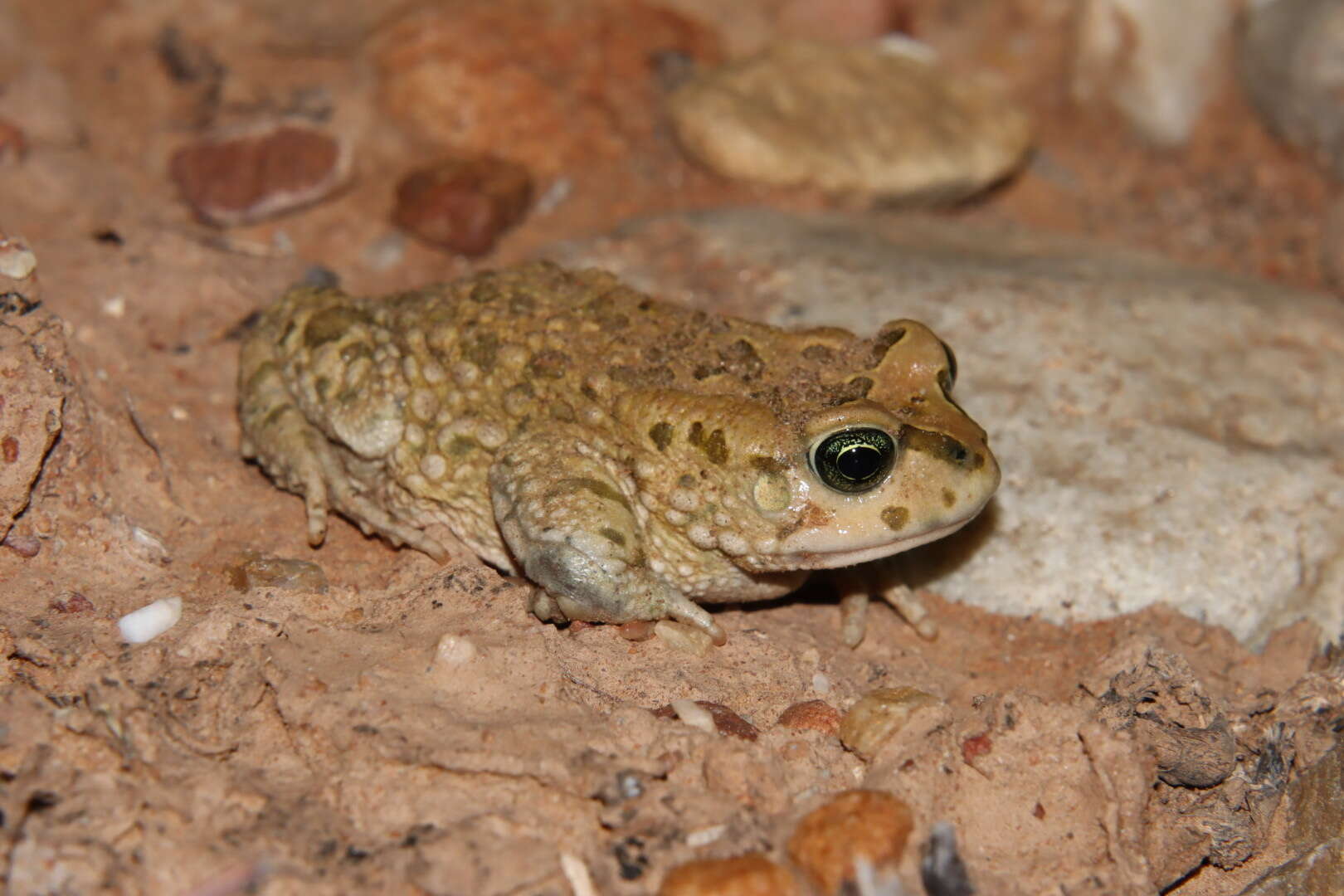 Image of Karoo Toad