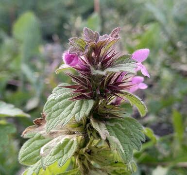 Image of Lamium confertum Fr.