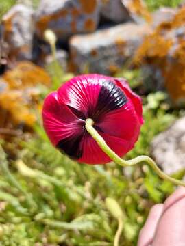 Imagem de Papaver umbonatum Boiss.