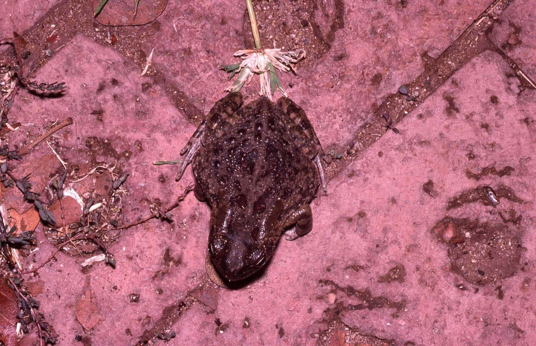 Слика од Sclerophrys garmani (Meek 1897)