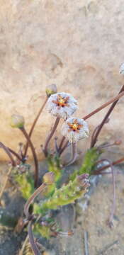 Sivun Ceropegia erectiflora (N. E. Br.) Bruyns kuva