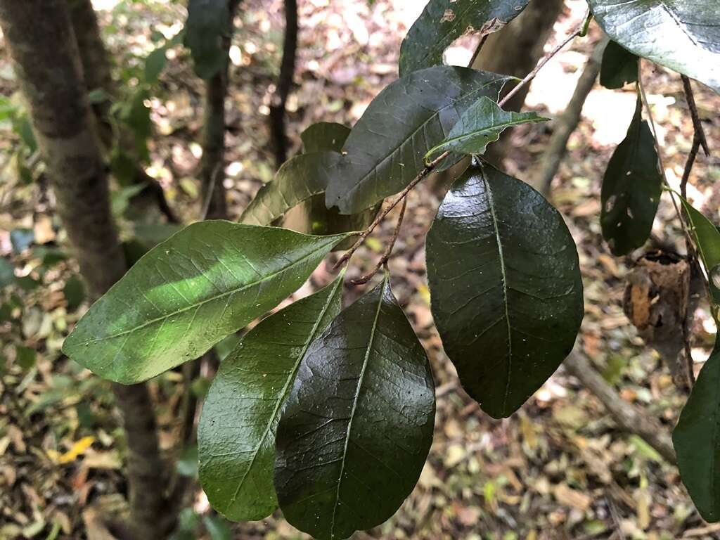 Image of Planchonella myrsinifolia (F. Muell.) Swenson, Bartish & Munzinger