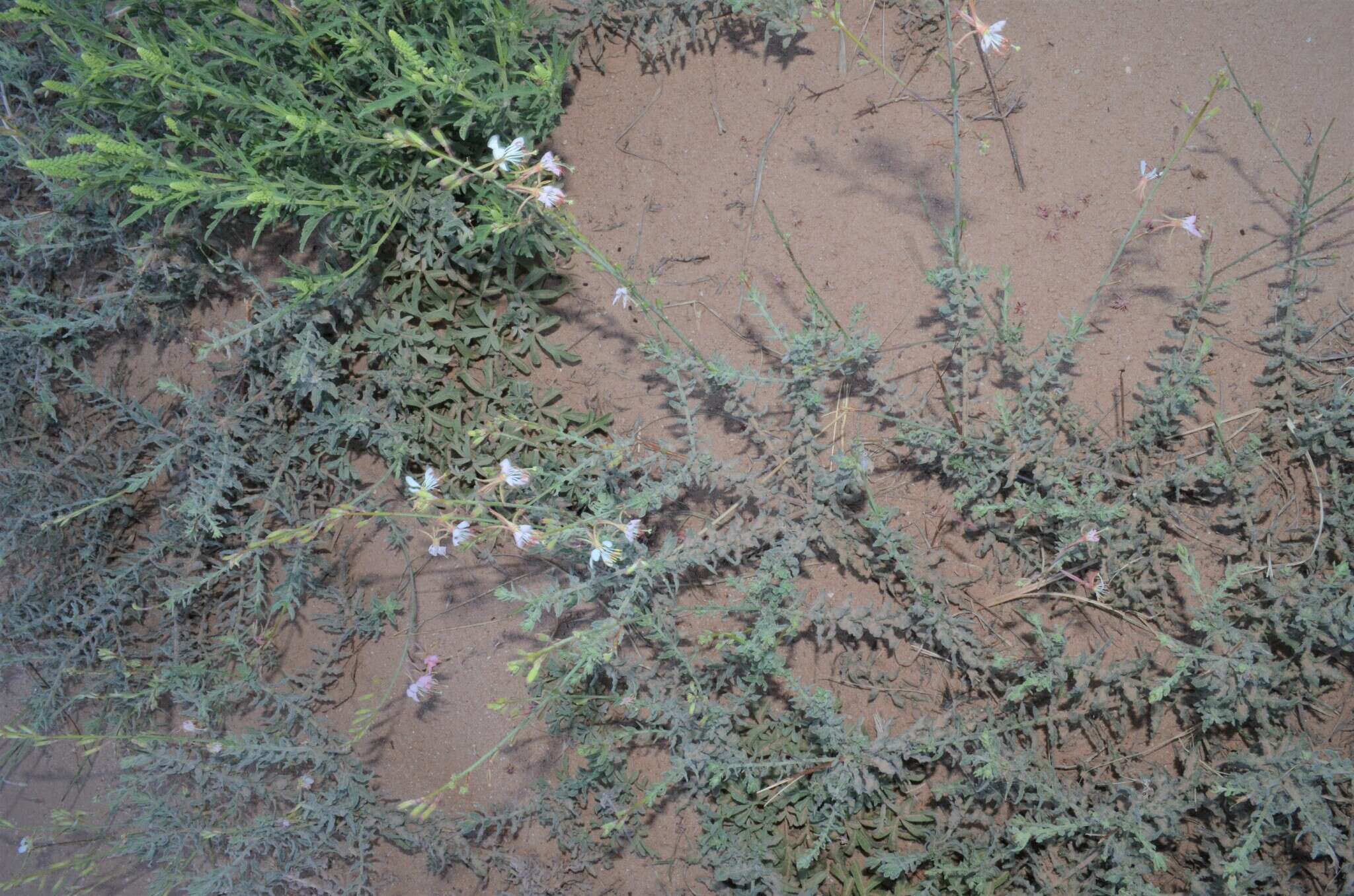 Oenothera cinerea (Wooton & Standl.) W. L. Wagner & Hoch的圖片