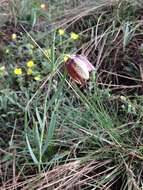 Image of Fritillaria montana Hoppe ex W. D. J. Koch