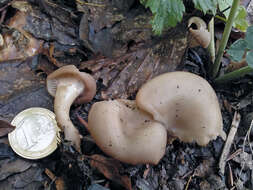 Clitocybe phaeophthalma (Pers.) Kuyper 1981 resmi