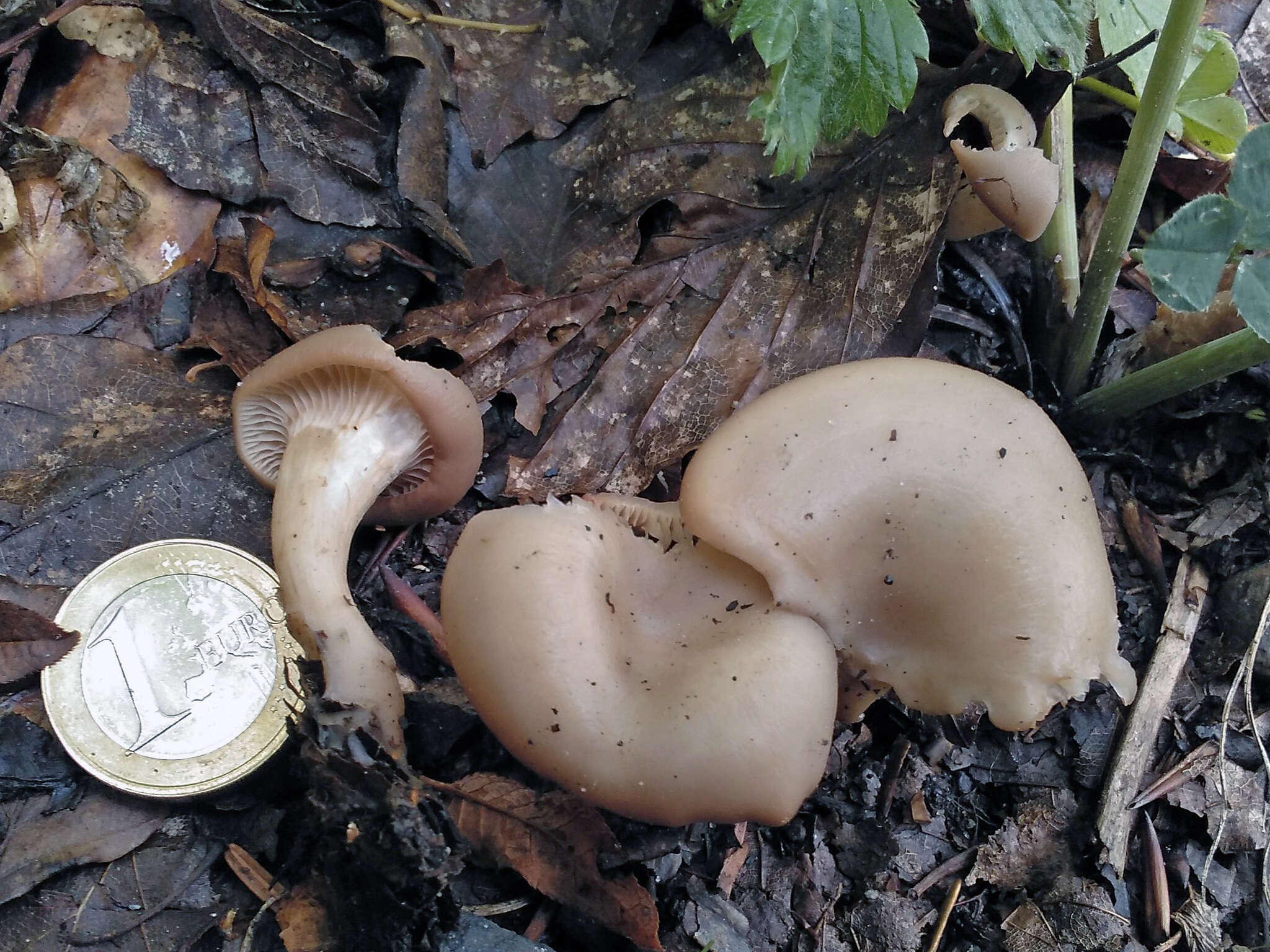 Clitocybe phaeophthalma (Pers.) Kuyper 1981 resmi