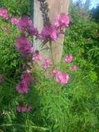 Image of Henderson's Checkerbloom