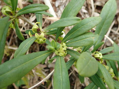 Image of Daphne pseudomezereum A. Gray