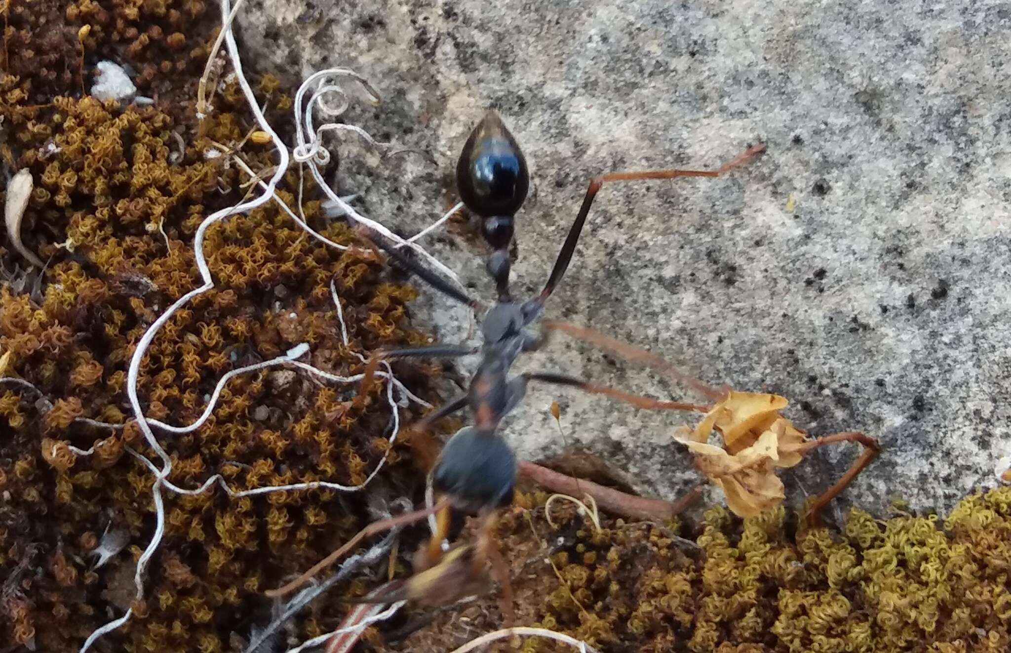 صورة نمل الثور الأرنولدي