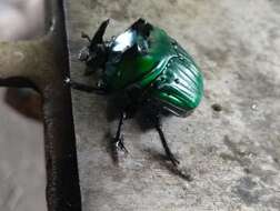 Image of Green Devil Beetle