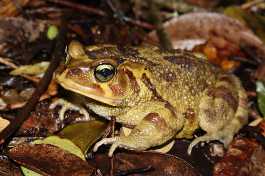 صورة Sclerophrys pardalis (Hewitt 1935)